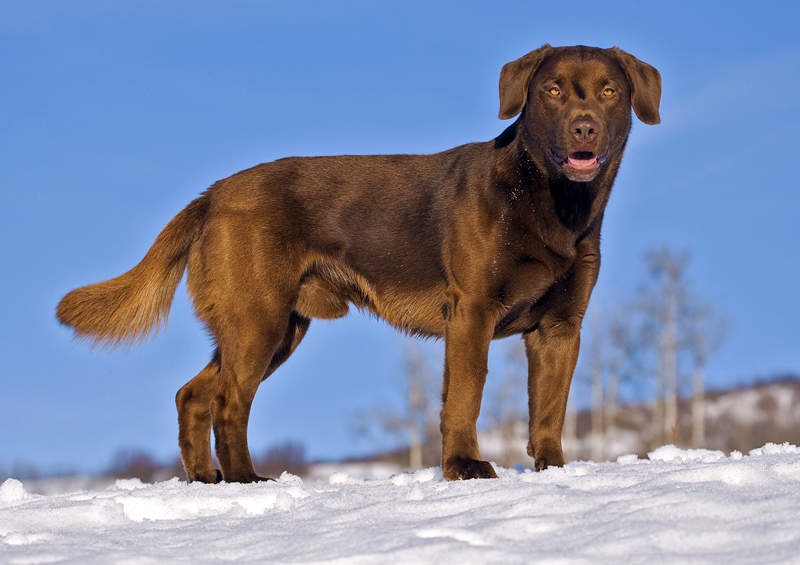 labradoro retriveris rudas Labrador Retriever