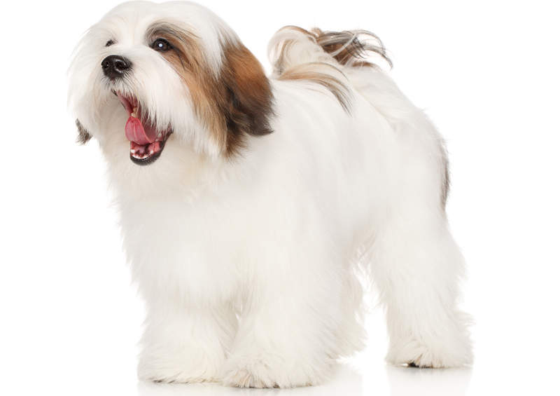 Lasos apsas (Lhasa Apso)