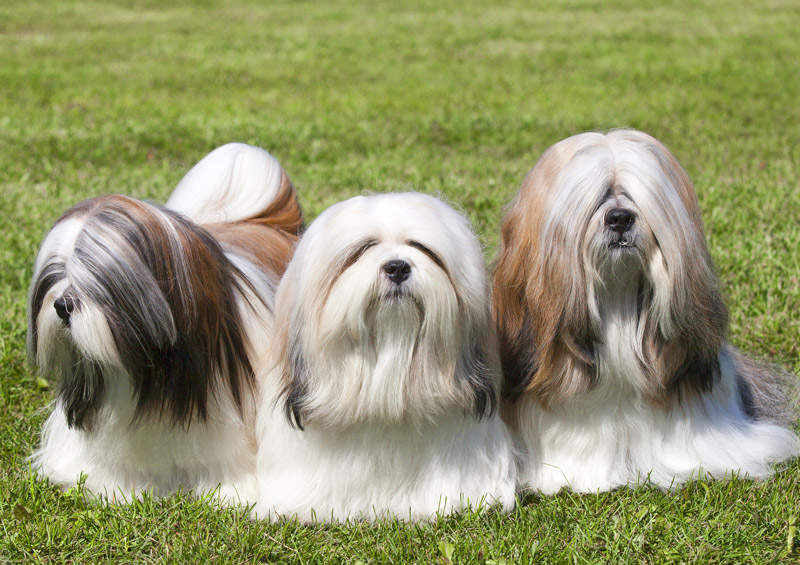 Lasos apsas (Lhasa Apso)