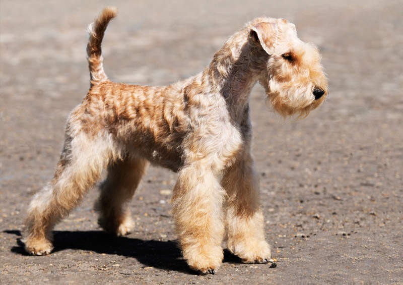 Leiklando terjeras (Lakeland terrier)