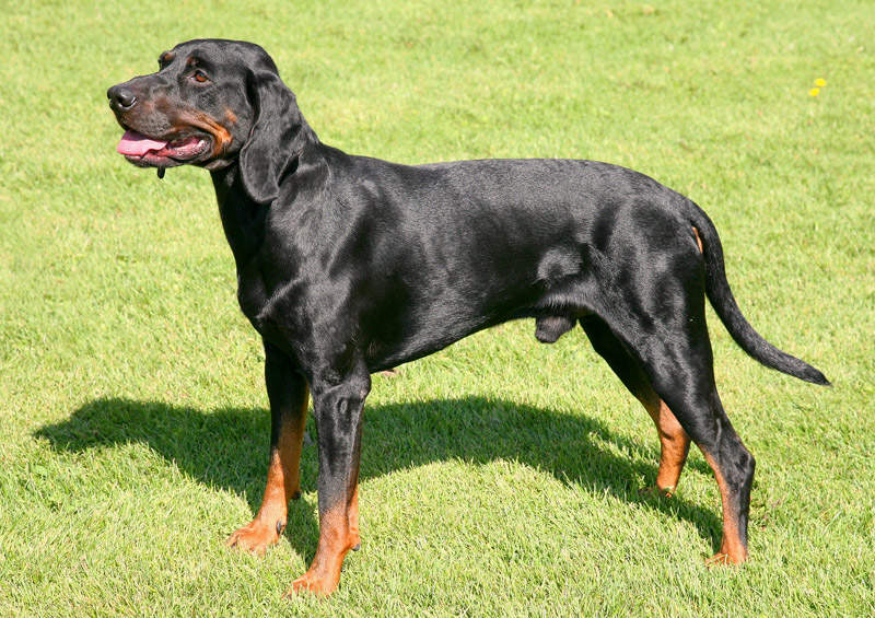 Lenkų medžioklinis šuo (Polish Hunting Dog)