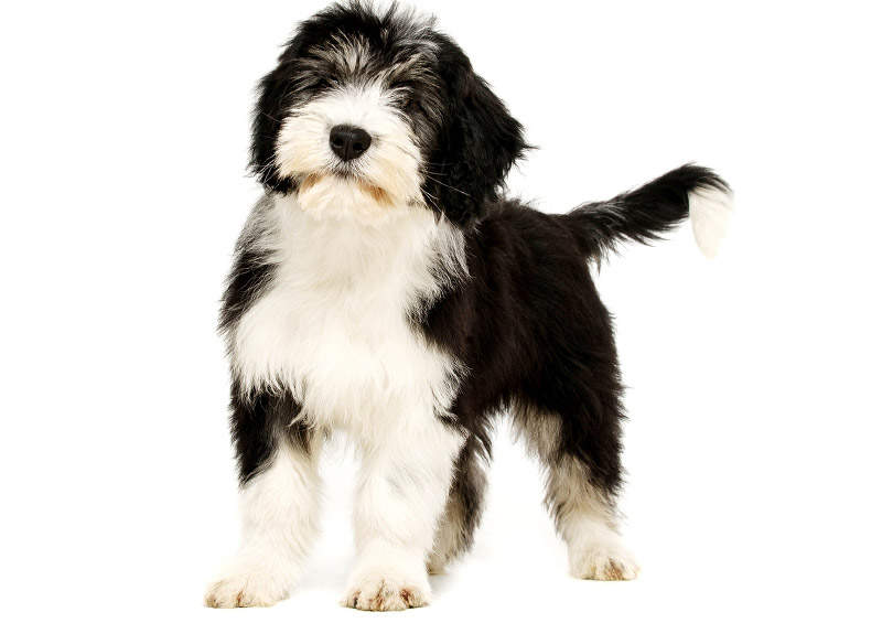 Lenkų žemumų aviganis (Polish Lowland Sheepdog) Lenkų žemumų aviganis (Polish Lowland Sheepdog)