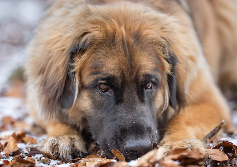 Leonbergeris (Leonberger)