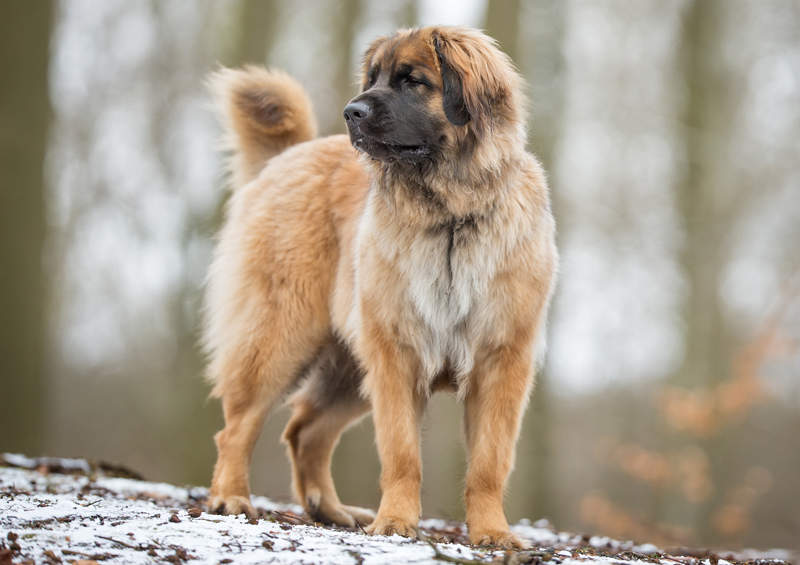 Leonbergeris (Leonberger)