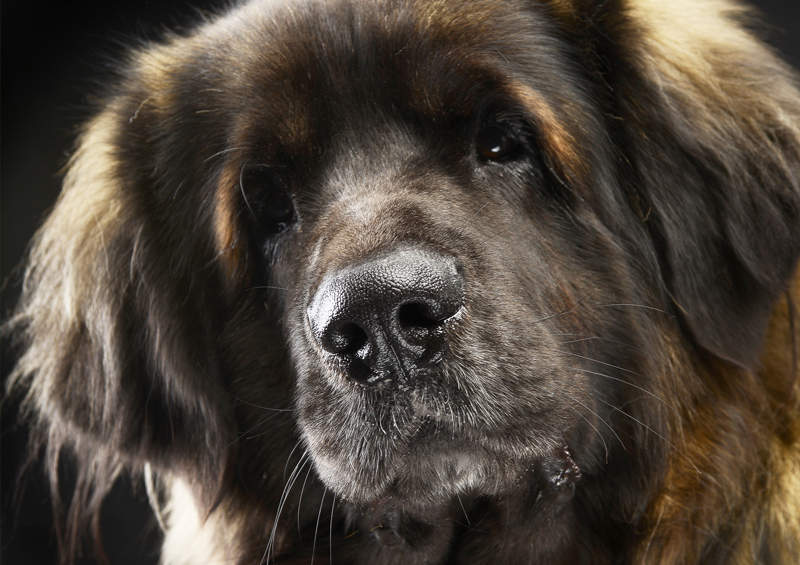 leonbergeris Leonberger