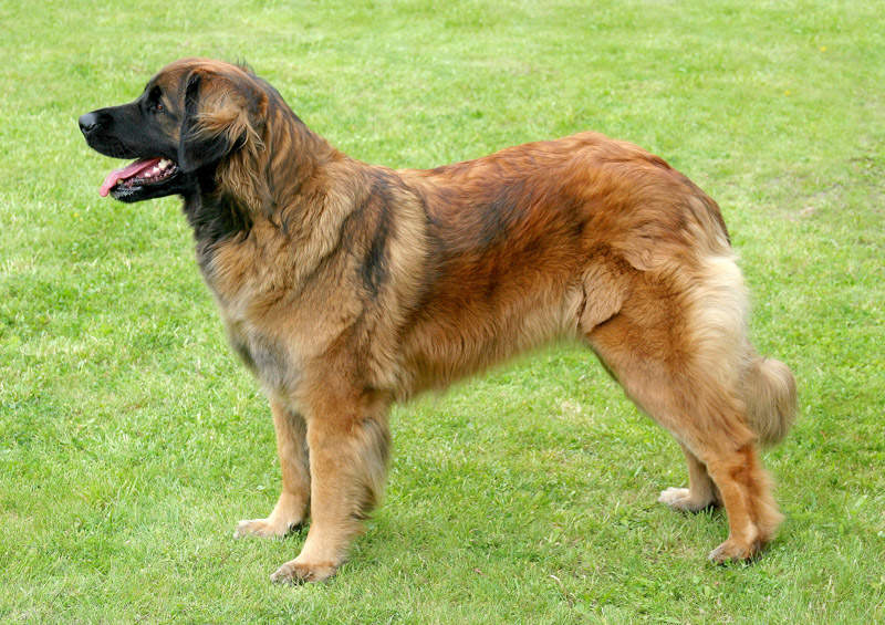 Leonbergeris (Leonberger) Leonbergeris (Leonberger)