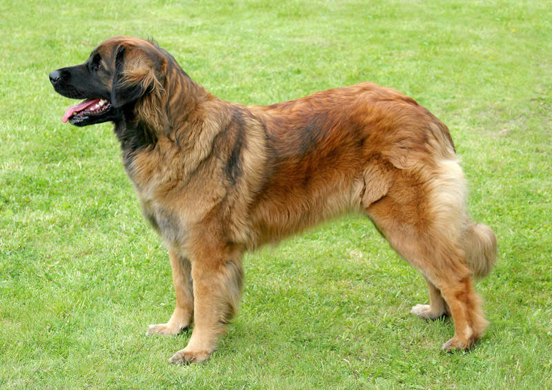 Leonbergeris (Leonberger)