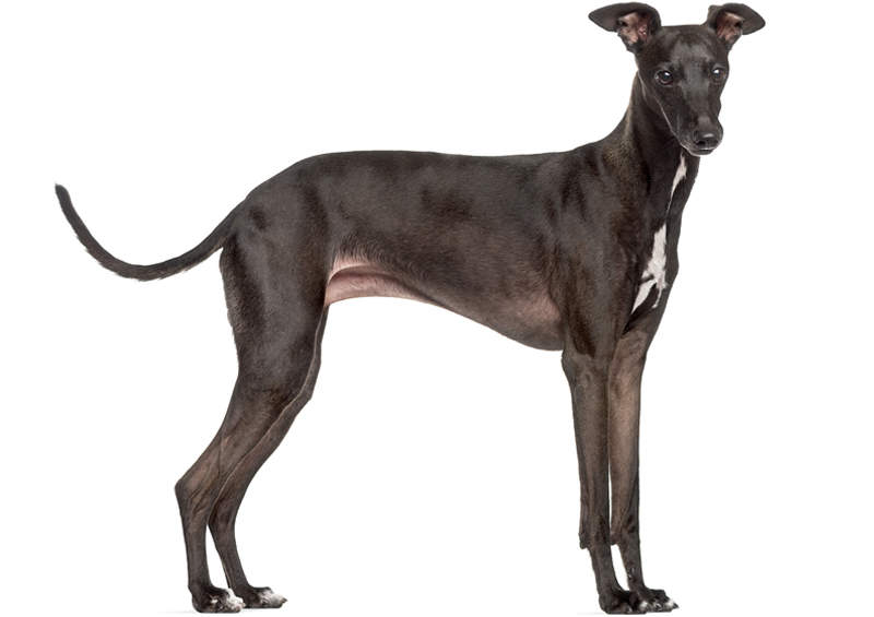 Levretė (Italian Greyhound)