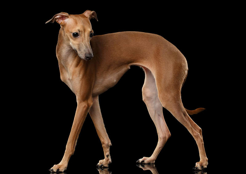 Levretė (Italian Greyhound)