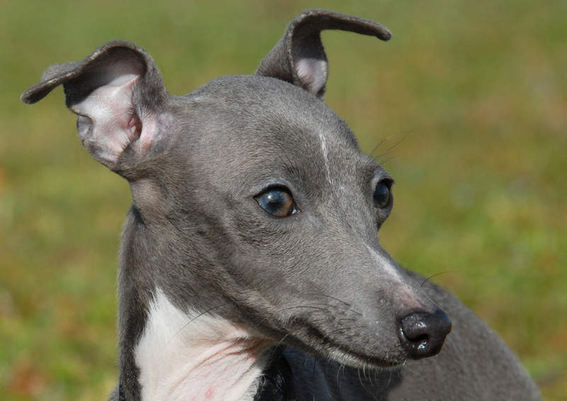 Levretė (Italian Greyhound)