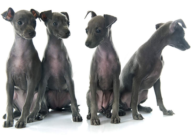 levretes suniukai Italian Greyhound