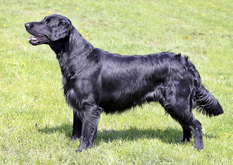 Lygiaplaukis retriveris (Flat-Coated Retriever)