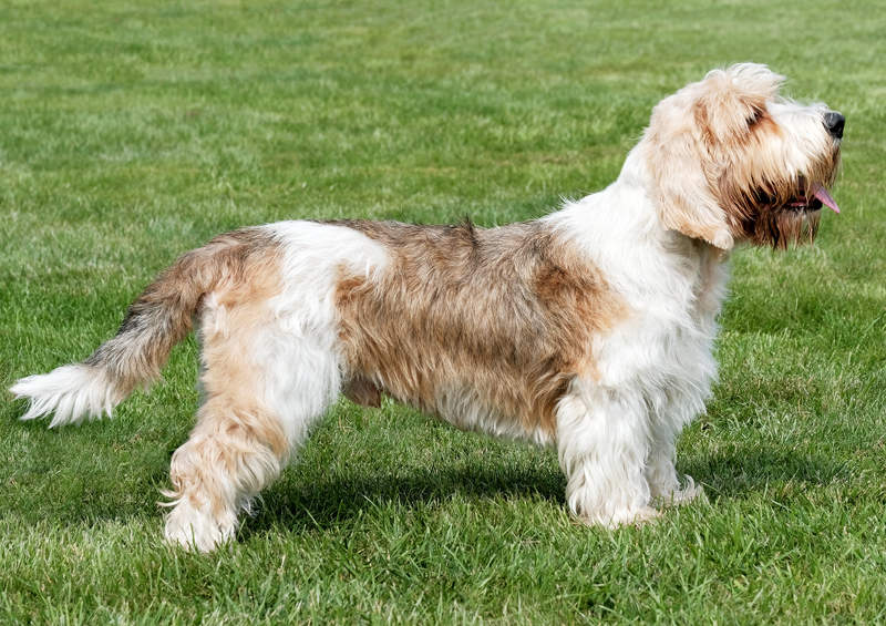 Mazasis Vandejos grifonas basetas Petit Basset Griffon Vendeen