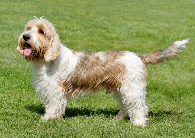 Mažasis Vandėjos grifonas basetas (Petit Basset Griffon Vendéen)