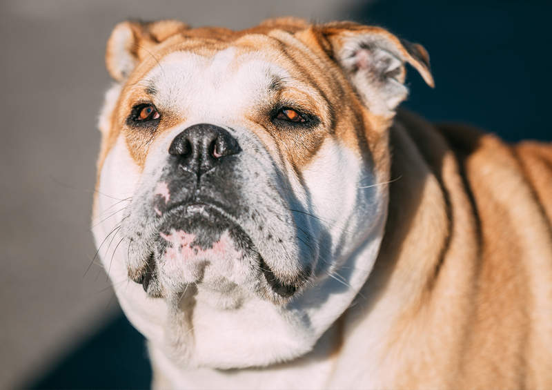 maljorkos buldogas Perro de Presa Mallorquin