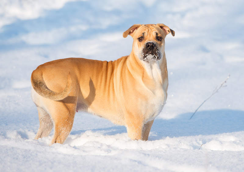 Maljorkos buldogas (Perro de Presa Mallorquin)