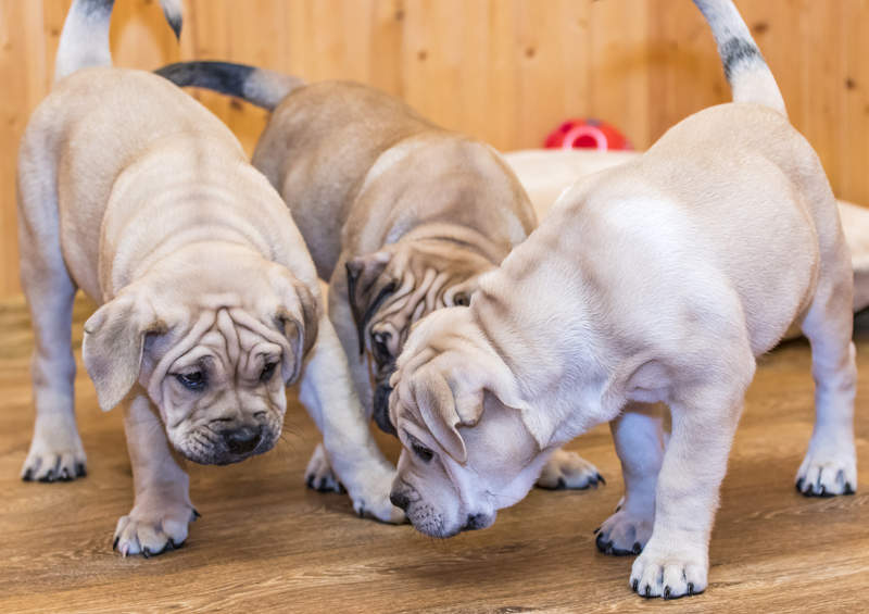 maljorkos buldogo suniukai Perro de Presa Mallorquin