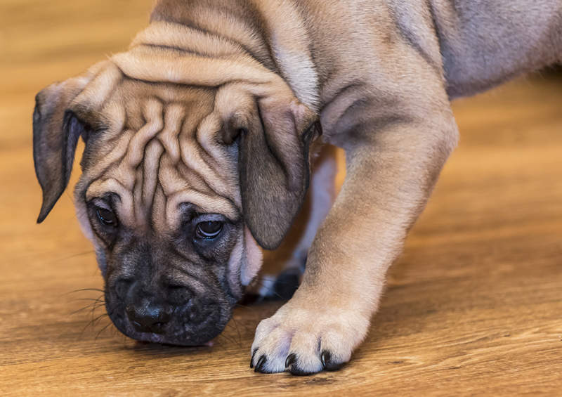 maljorkos buldogo suniukas Perro de Presa Mallorquin