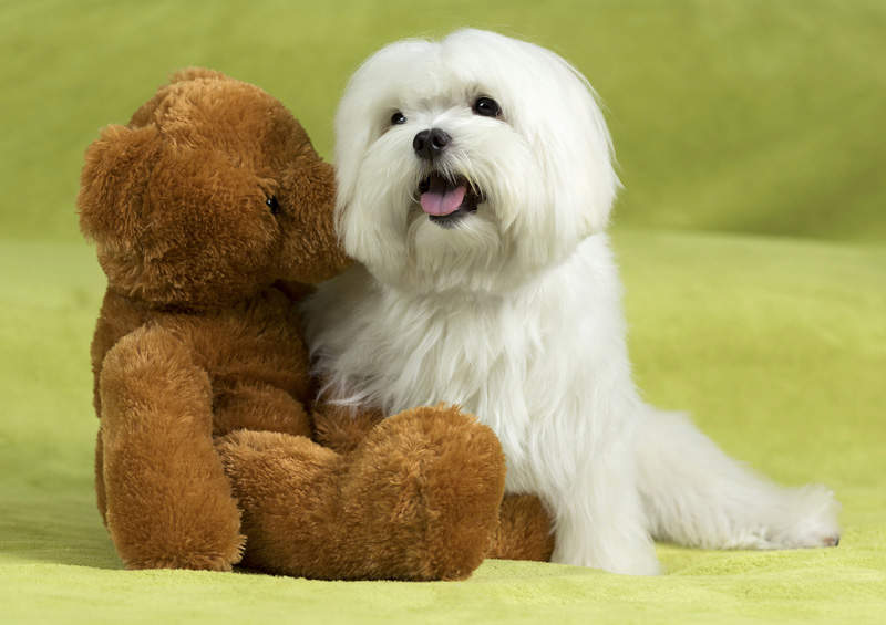 Maltos bišonas (Maltese) Maltos bišonas (Maltese)