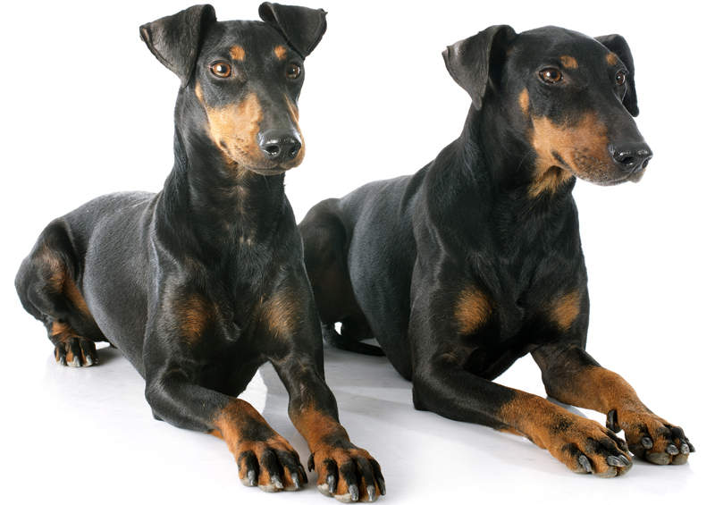 mancesterio terjerai Manchester Terrier