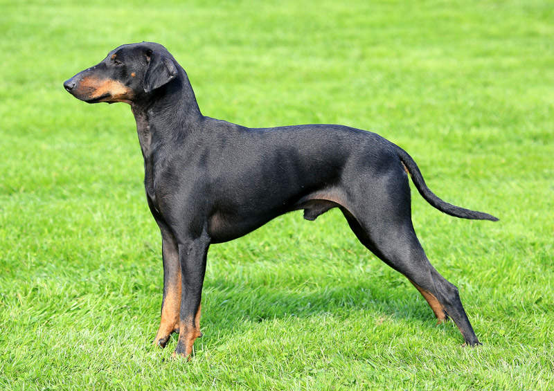 Mančesterio terjeras (Manchester Terrier)