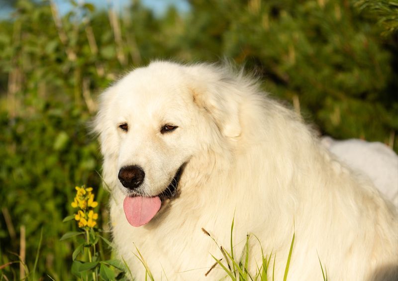 maremano abrucu aviganis Cane da pastore Maremmano Abruzzese 3