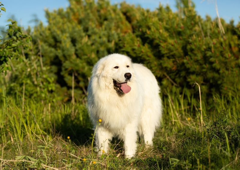 maremano abrucu aviganis Cane da pastore Maremmano Abruzzese 4