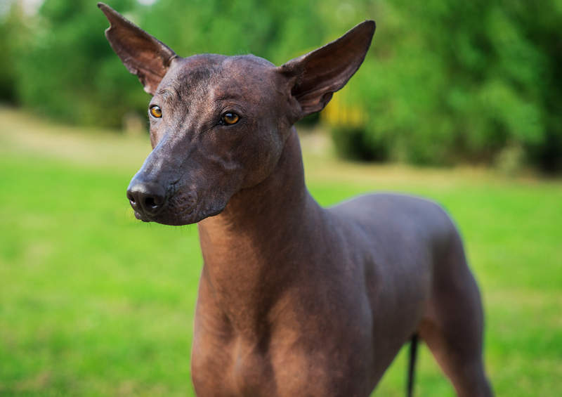 Meksikiečių plikasis šuo (Xoloitzcuintli)