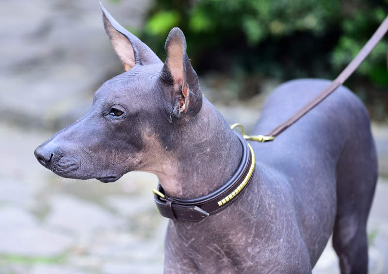 meksikieciu plikasis suo Xoloitzcuintli