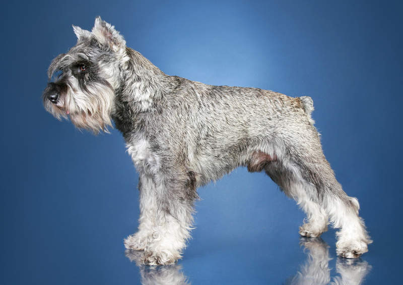 mitelsnauceris Schnauzer