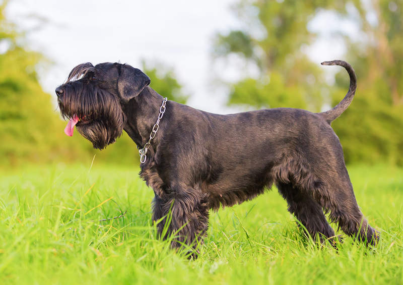 Mitelšnauceris (Schnauzer)