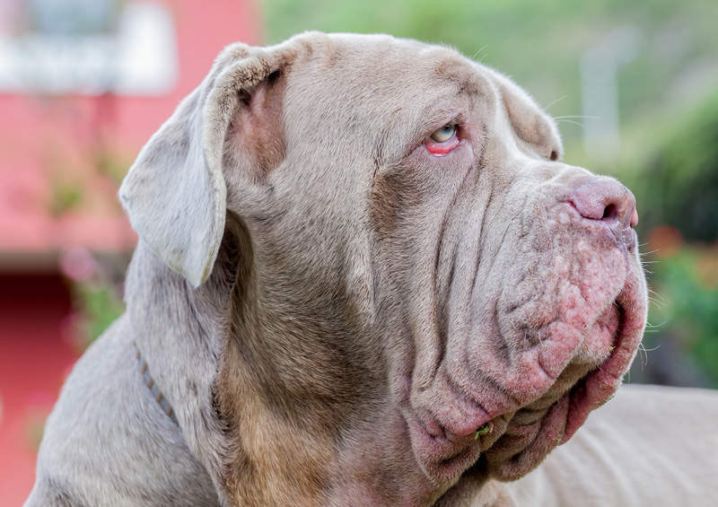 neapolio mastinas Neapolitan Mastiff