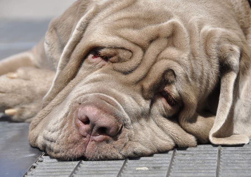 neapolio mastinas Neapolitan Mastiff suo