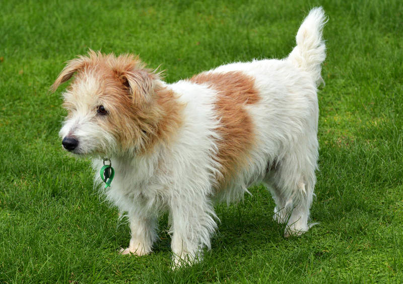 norfolko terjeras Norfolk Terrier