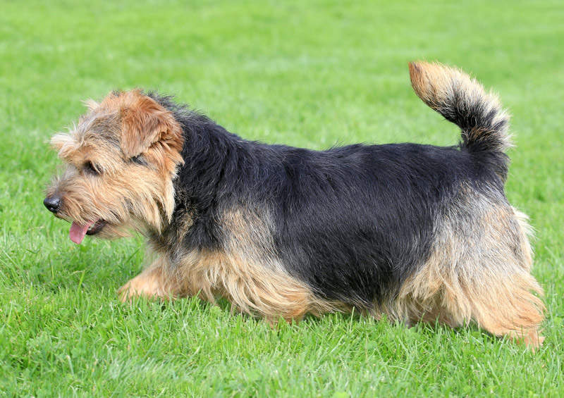 Norfolko terjeras (Norfolk Terrier)