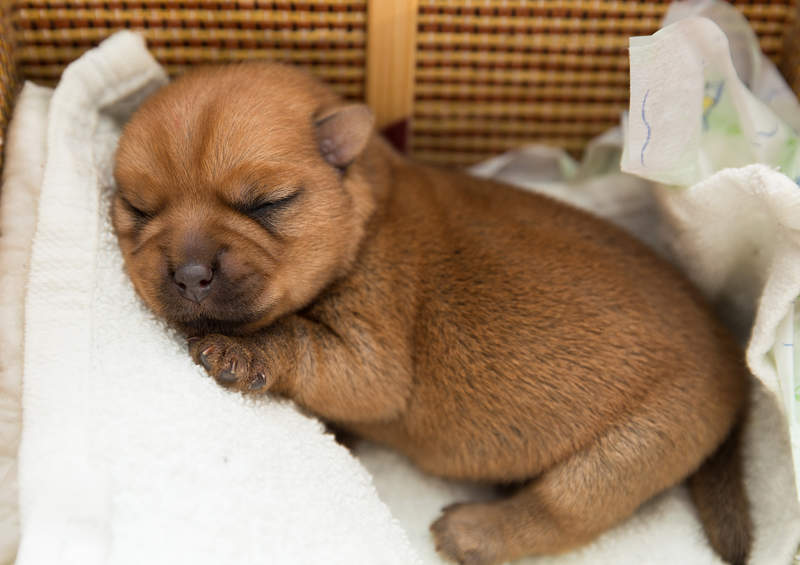 norfolko terjero suniukas Norfolk Terrier