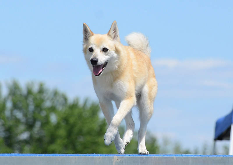 Norvegų buhundas (Norwegian Buhund)