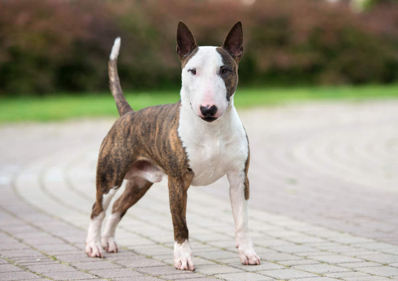 Nykštukinis bulterjeras (Miniature Bull Terrier)