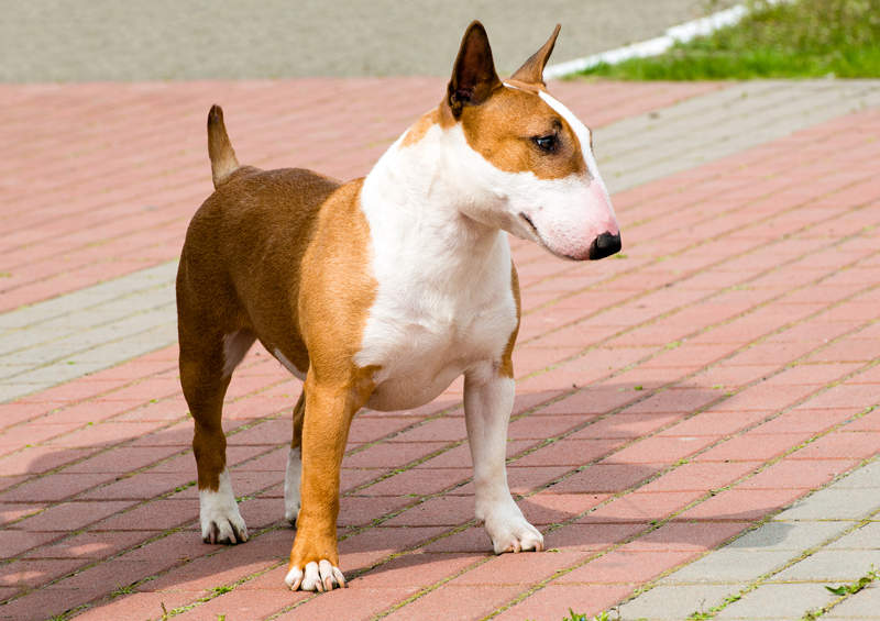 Nykštukinis bulterjeras (Miniature Bull Terrier)