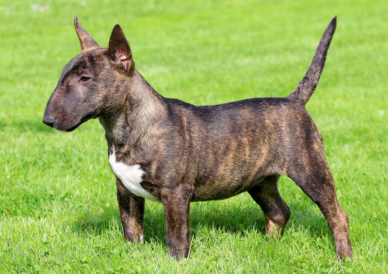 Nykštukinis bulterjeras (Miniature Bull Terrier)