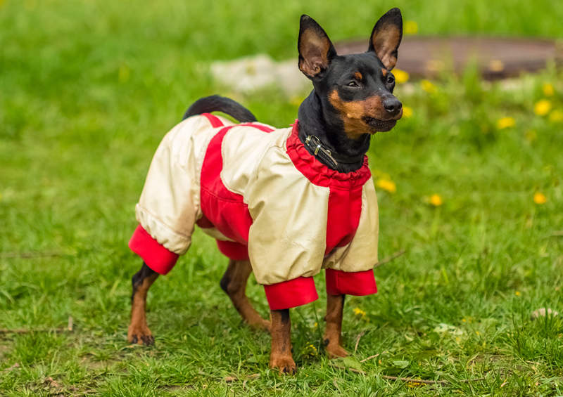 Nykštukinis pinčeris (Miniature Pinscher)