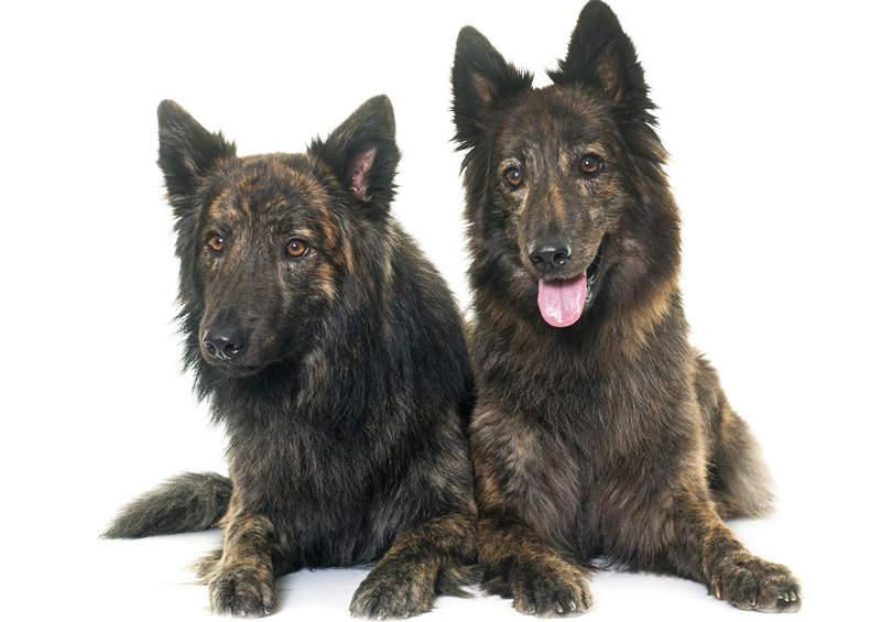 olandu aviganiai Dutch Shepherd Dog