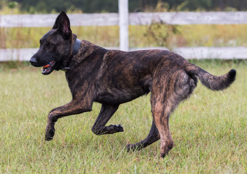 olandu aviganis Dutch Shepherd Dog suo