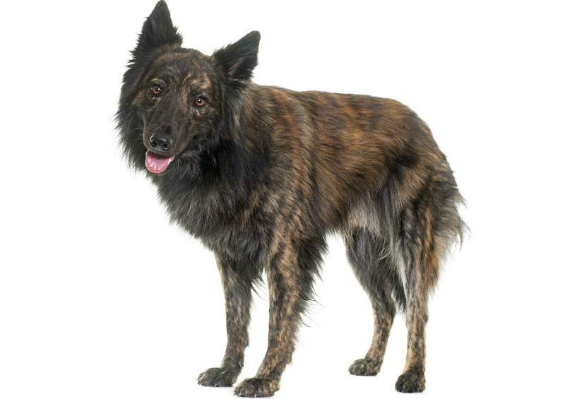 olandu aviganis Dutch Shepherd Dog suo