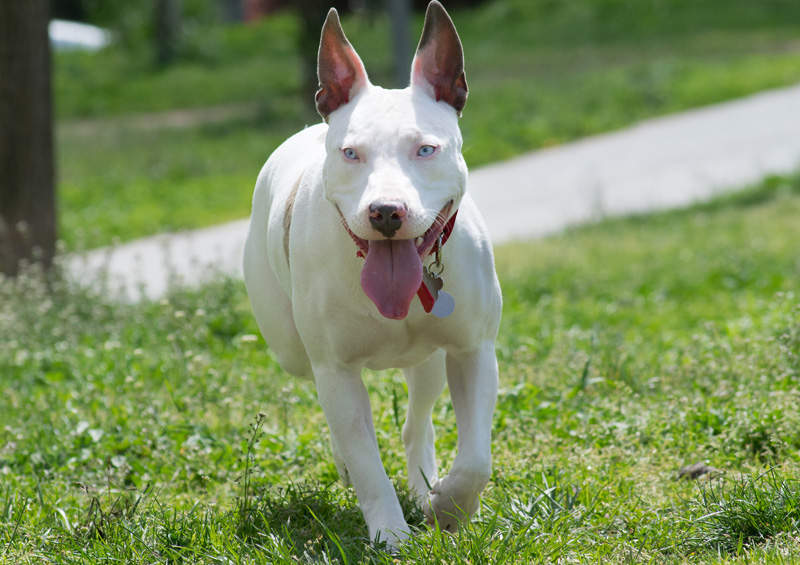 amerikieciu pitbulterjeras American Pit Bull Terrier