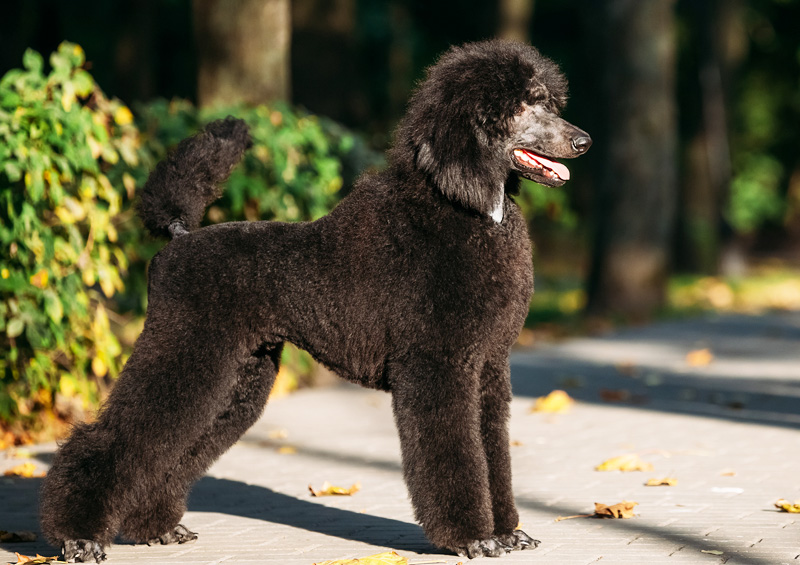 didysis pudelis standard poodle