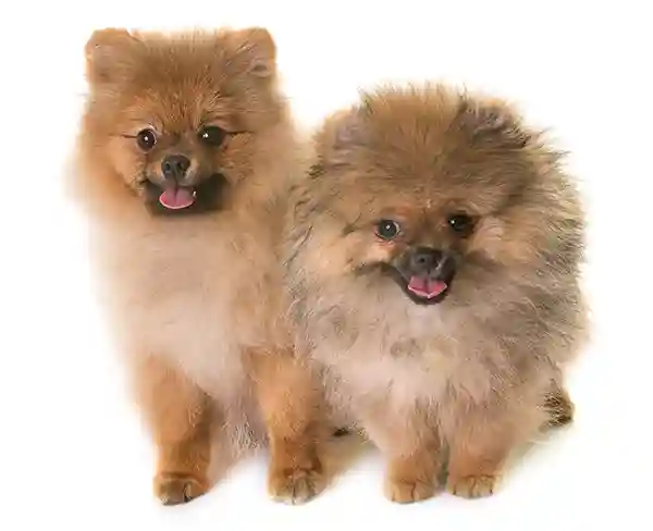 Du pomeranijos špicai sėdi baltame fone