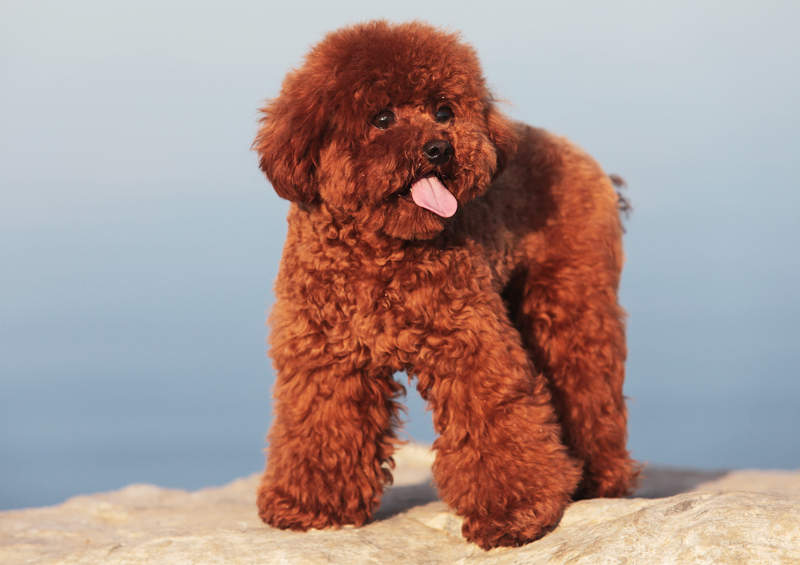 Mažasis pudelis (Poodle)