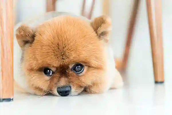 Mielas pomeranijos špicas guli ant grindų po kėde