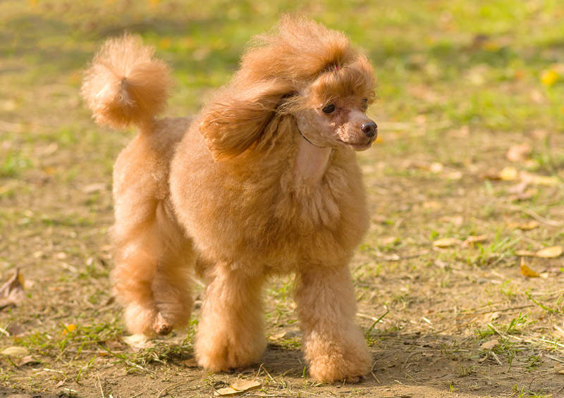 nykstukinis pudelis poodle